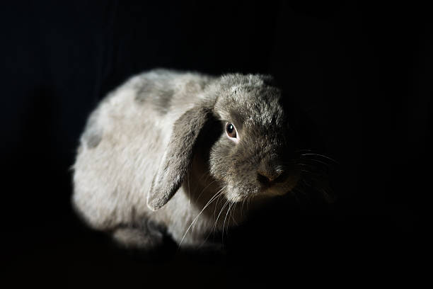 istock Cute Holland lop rabbit in the dark 487361549