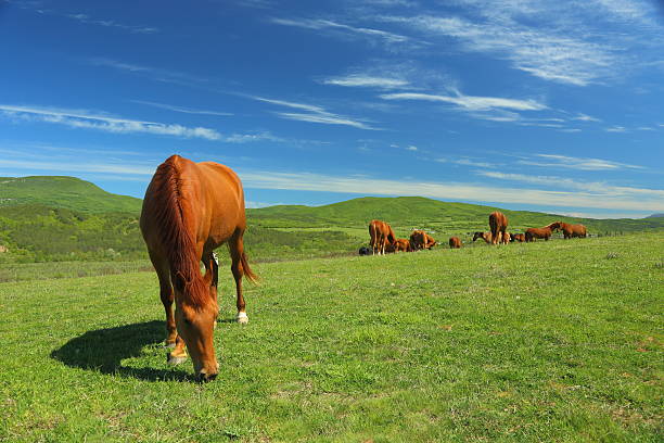 istock herd of horses on the mountain pasture 487361733