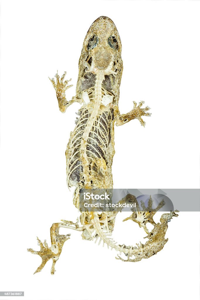 Dead Body Of Lizard On White Background Stock Photo - Download Image Now -  Animal Skeleton, Lizard, Animal - iStock