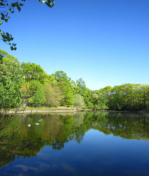 istock Long Island, Lake with ducks in summer 487362242