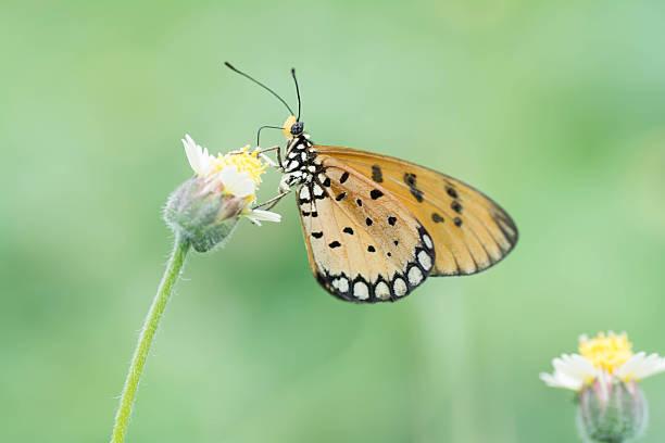 istock Butterfly sucking nectar from flowers yellow pollen . 487362536