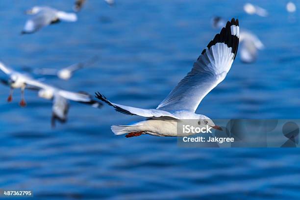 Volo Di Gabbiano In Azione - Fotografie stock e altre immagini di Ala di animale - Ala di animale, Ambientazione esterna, Animale