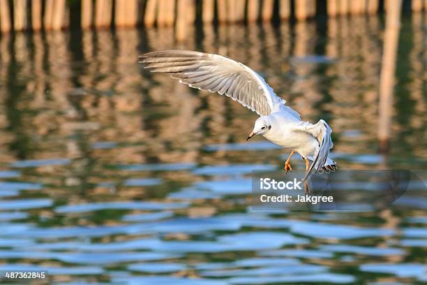 Flying Möwe In Aktion Stockfoto und mehr Bilder von Anmut - Anmut, Blau, Fliegen