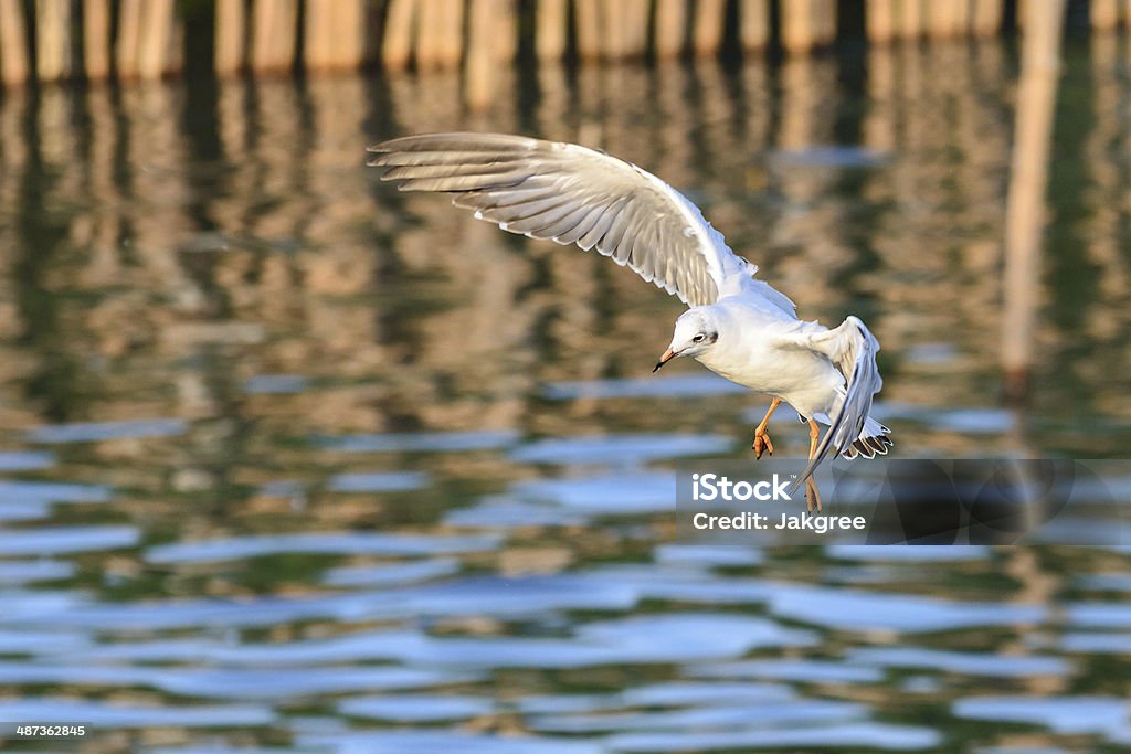 flying Mouette en action - Photo de Animaux à l'état sauvage libre de droits