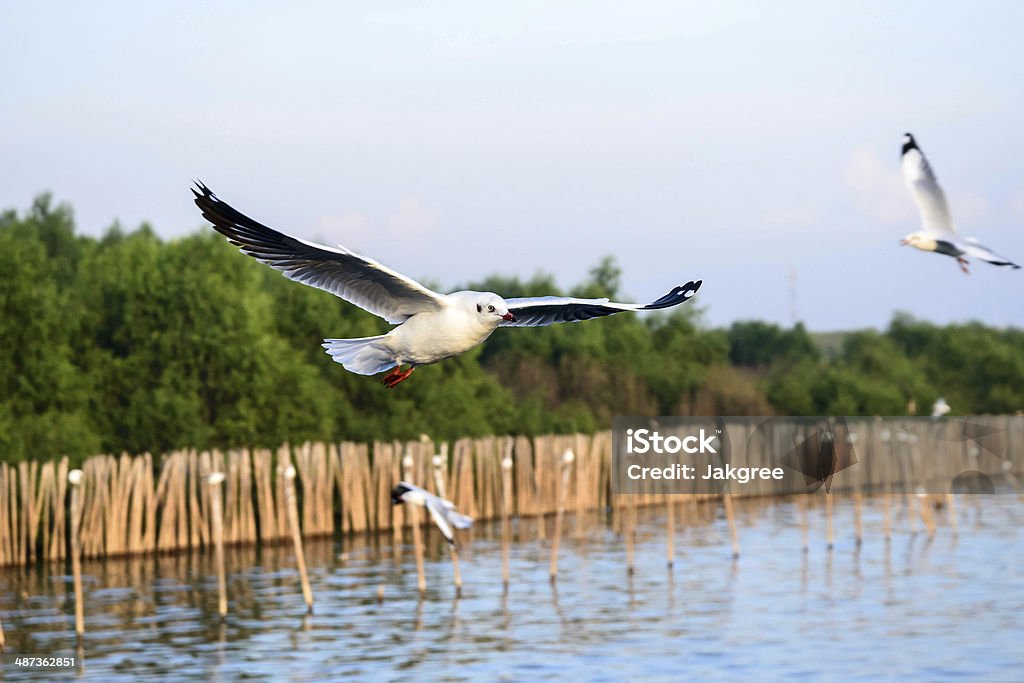 Voando Gaivota em ação - Foto de stock de Animal royalty-free