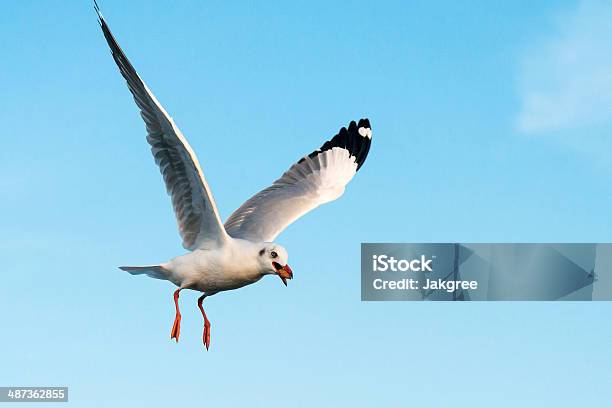 플라잉 갈매기 In Action 갈매기에 대한 스톡 사진 및 기타 이미지 - 갈매기, 날기, 동물