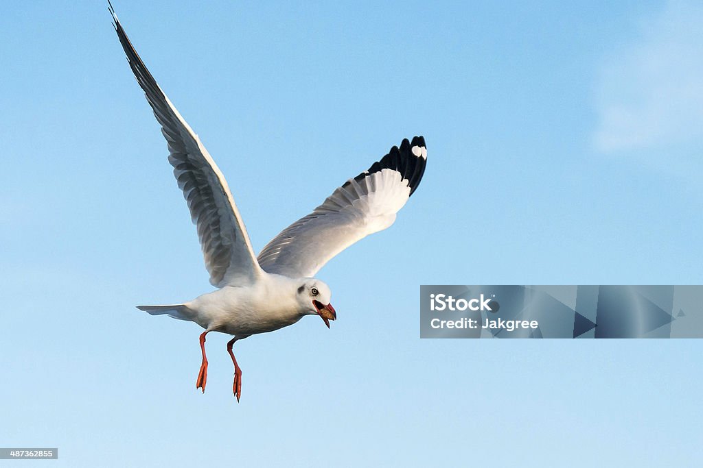 Voando Gaivota em ação - Foto de stock de Animal royalty-free
