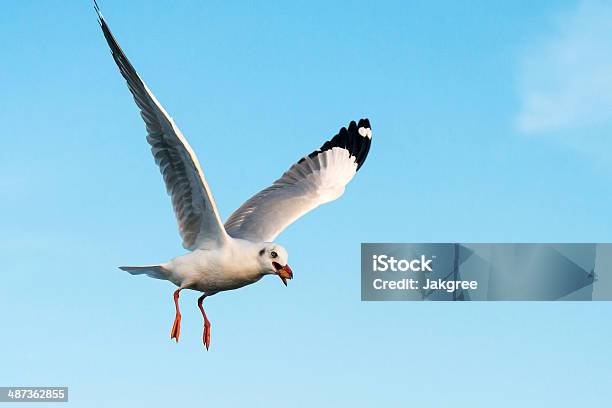 Foto de Voando Gaivota Em Ação e mais fotos de stock de Animal - Animal, Animal selvagem, Areia