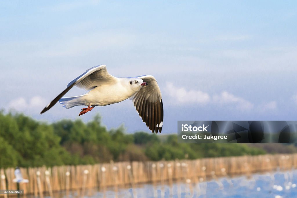 Gaviota volando en acción - Foto de stock de Aire libre libre de derechos
