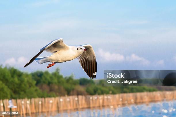 Gaviota Volando En Acción Foto de stock y más banco de imágenes de Aire libre - Aire libre, Ala de animal, Animal