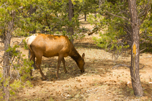 A deer grazing in Grand Canyon National Park