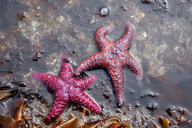 istock Orange and red variation of  Purple Starfish 487362951