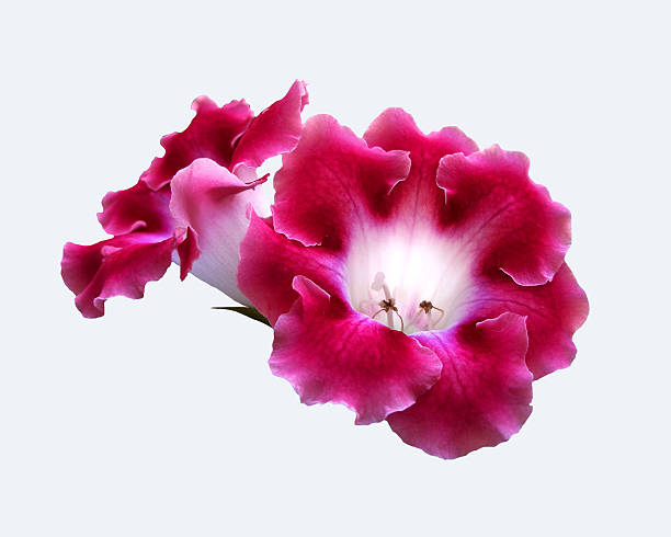 Isolated flower of gloxinia.