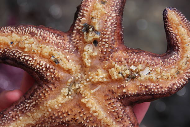 Underside of Ochre Starfish