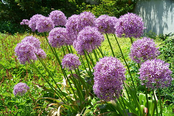 Alium, Alabama Purple alium in garden. purpur stock pictures, royalty-free photos & images