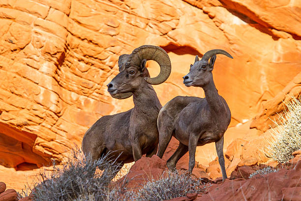 big horn moutons dans le désert red rock - bighorn sheep sheep desert mojave desert photos et images de collection
