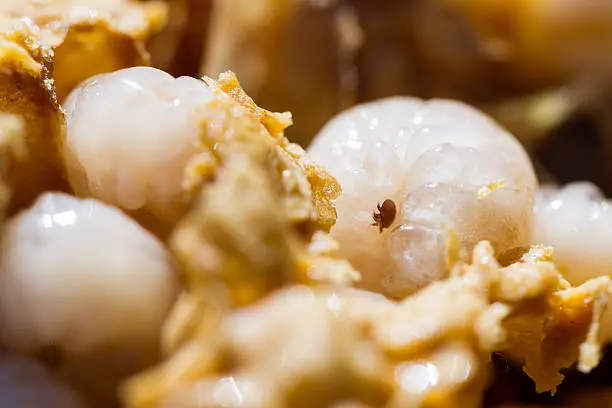 an exposed larva being attacked by varroa.