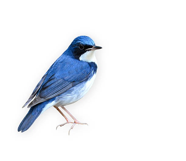 istock Beutiful blue bird standing on the log, Siberian blue robin 487371820