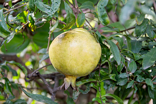 Pomegranate Fruit on Tree Branch