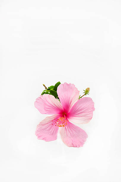 istock pink hibiscus flower isolated on white background 487374338