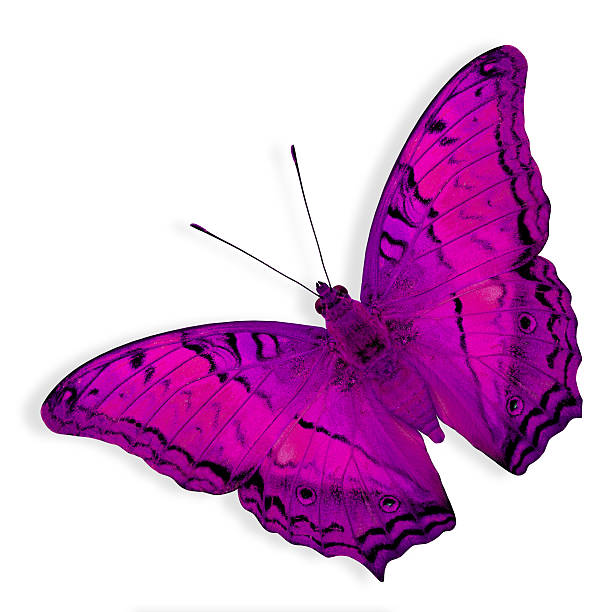 istock Pink Butterfly flying on white background (Common Cruiser) 487374914