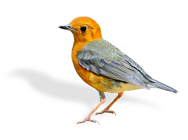 Beautiful Orange-headed thrush, a yellow and grey wings bird sta Beautiful Orange-headed thrush, a yellow and grey wings bird standing on the log orange headed thrush bird stock pictures, royalty-free photos & images
