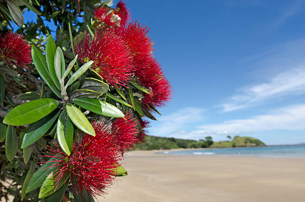 pohutukawa fiori fioritura rosso - coastline branch day summer foto e immagini stock