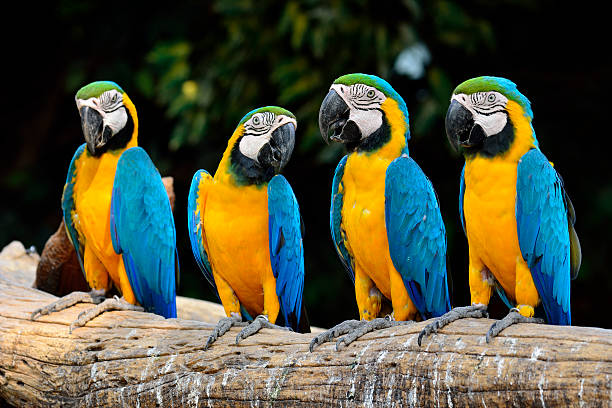 istock Group of Blue and Gold macaw parrot birds on log 487375672