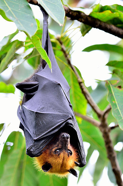 istock Hanging flying fox or big bat with big eyes 487375674