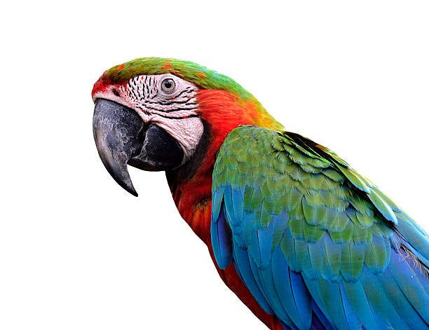 istock Harlequin Macaw bird isolated on white background 487375686