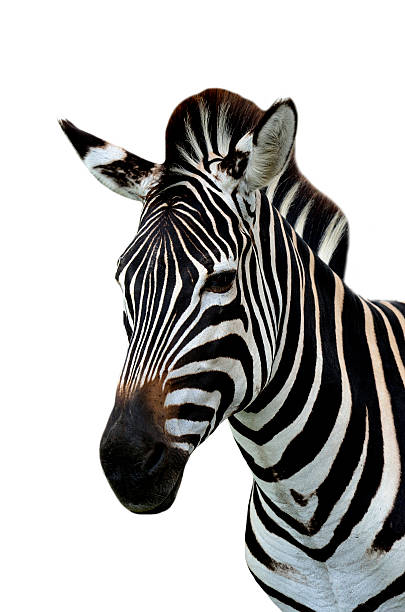 istock Head of Zeabra on white background 487375690