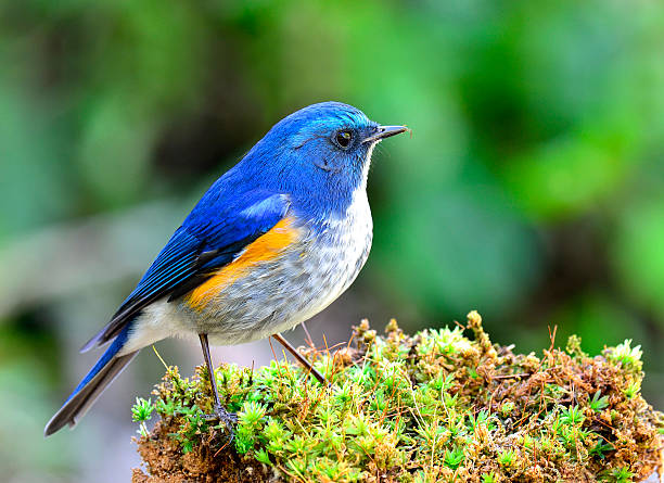 istock Himalayan Bluetail (tarsiger rufilatus) or orange-flanked bush r 487375692