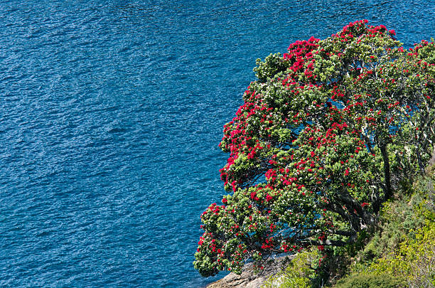 Pohutukawa red flowers blossom