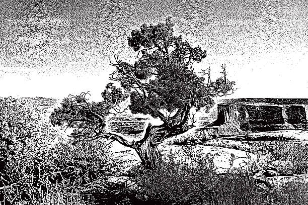 illustrazioni stock, clip art, cartoni animati e icone di tendenza di antica cedar tree con mesa s e buttes - arches national park illustrations