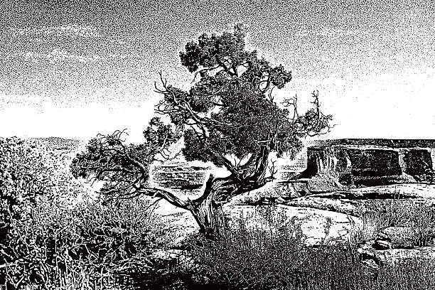 Ancient Cedar Tree with Mesa's and Buttes Line art illustration of an ancient Cedar tree and Buttes.  Deadhorse Point State Park near Moab, Utah. juniper tree juniperus osteosperma stock illustrations