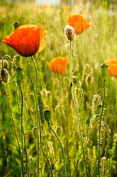 istock Poppy Field at sunset 487378760