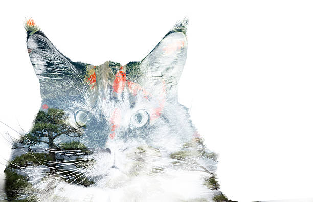 istock double exposure of a cat, goldfishes and trees 487378774