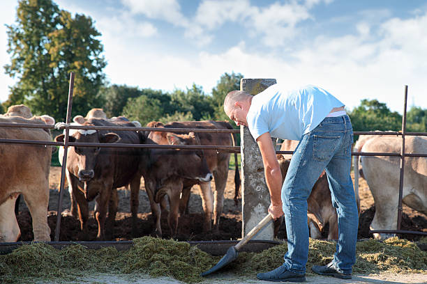istock Farmer is working on farm with dairy cows 487379966