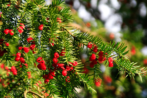 Yew Tree with red berries