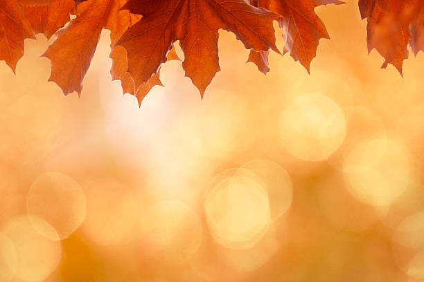 istock Beautiful vibrant orange autumn background with leaves, bokeh and sunlight 487380954