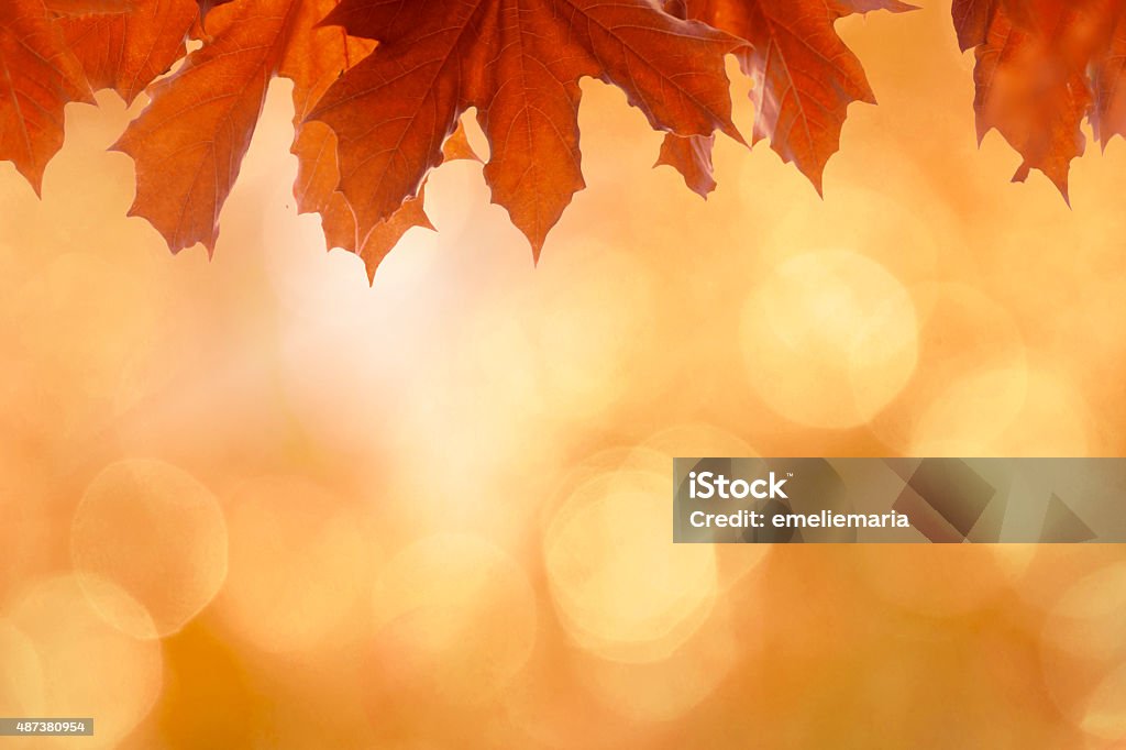 Beautiful vibrant orange autumn background with leaves, bokeh and sunlight Abstract autumn image in orange and red colors with maple leaves and sunlight. Beautiful defocused background with bokeh and blur. Copy space. Holiday - Event Stock Photo