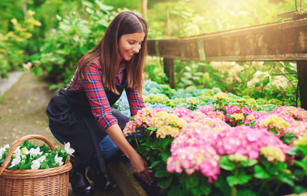 istock Woman selecting a pink hydrangea at a nursery 487383638