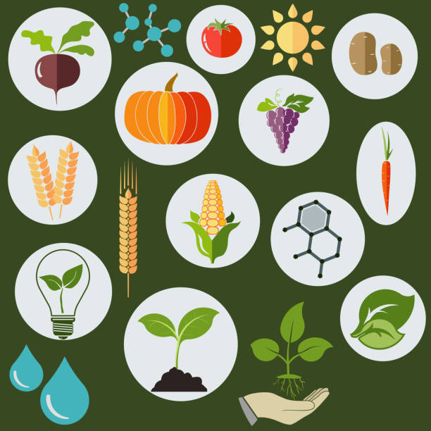 illustrations, cliparts, dessins animés et icônes de agronomic icônes dans le style plat-illustration - wheat cereal plant oat crop