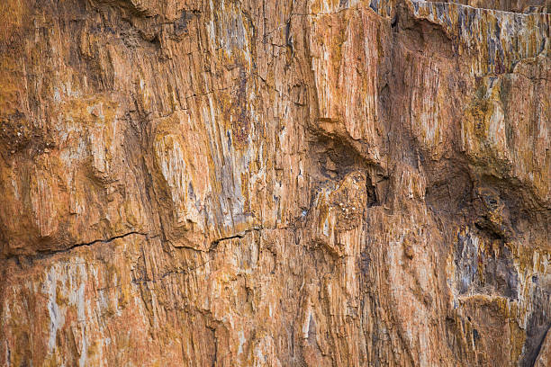 istock The Petrified Wood Texture Background 487386848