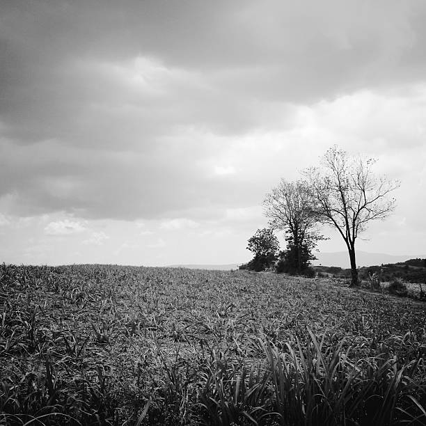 istock Dead tree on the field, black and white 487387405