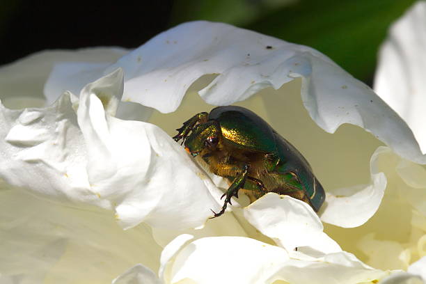 istock Big green garden bug on white flower - macro 487387458