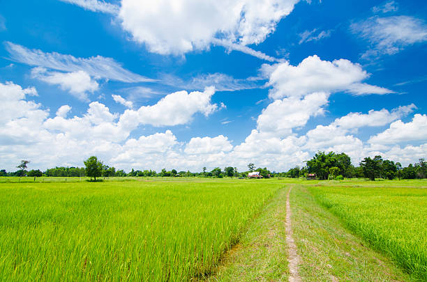 istock soft focus,blurry of rice field and blue sky background 487387678