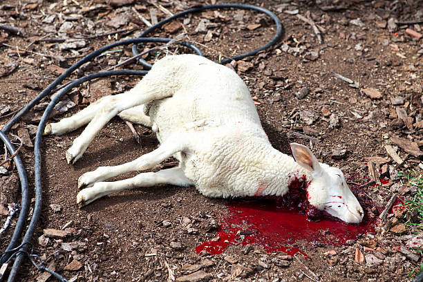 sacrificados de cordero - dead animal butcher meat sheep fotografías e imágenes de stock