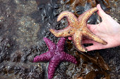unterseite-der-seestern.jpg?b=1&s=170x170&k=20&c=TO2yKYK6LedPs1KDFwyGGzIRdgm1S4rC4ZOZUgXc3Kg=