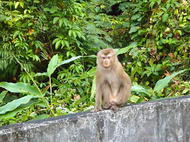 Friendly Monkey stock photo